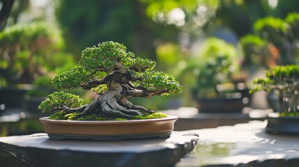 Poster - A serene bonsai garden with meticulously pruned miniature trees, Bonsai tools and watering cans set up for cultivation, Classic photo of