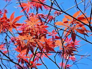 red Acer palmatum leaves against blue sky in autumn sunny day