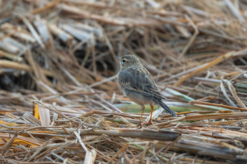 Wall Mural - Paddyfield Pipit (Anthus rufulus) close-up clear bill and eye view with a depth of field background. Pipit 