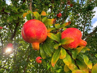 Wall Mural - Pomegranate tree with ripe fruits in orchard