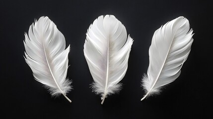 Poster - Three delicate white feathers gently floating isolation against a deep black background their soft textures and subtle shadows creating a striking contrast evoking a sense of calm and elegance