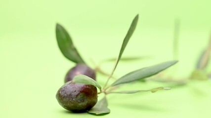 Wall Mural - branch with olives