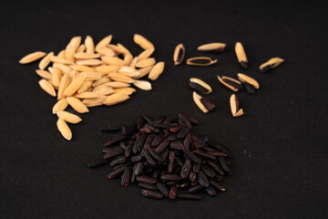 Organic Black Rice Grains Background with Rice Husk - RAW Black rice