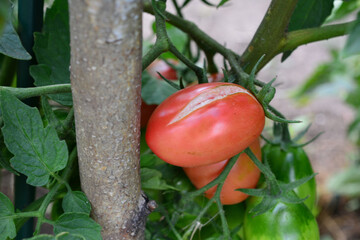 a tomato plant with red cracked tomato on it close up