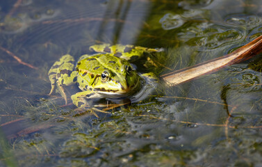 lily pads, animal wildlife, wet, portrait, watching, amphibians, water frog, head, close up, pelophy