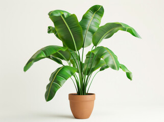 A potted banana plant with large leaves on a white background, created using digital art technology and shown from the front view.