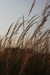 Naklejka na meble reeds in the sunset