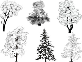 Wall Mural - different trees six outlines isolated on white