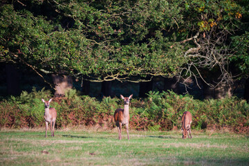 beautiful image of red deer stag and does cervus elaphus in autumn fall during rut mating season