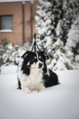 Wall Mural - Tricolor border collie is lying on the field in the snow. He is so fluffy dog.	
