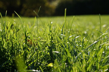 Grass in the morning texture