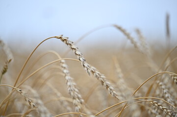 wheat, field, agriculture, nature, grain, crop, plant, grass, cereal, summer, farm, yellow, golden, harvest, sky, landscape, corn, food, rural, bread, gold, barley, natural, straw, seed