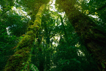 Wall Mural - bottom-up view of tree with moss and ferns growing along its trunk, sunlight filtering through lush 