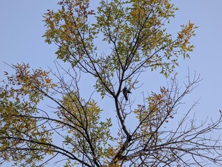 Wall Mural - crows on branches on tree top on autumn day with sky in background