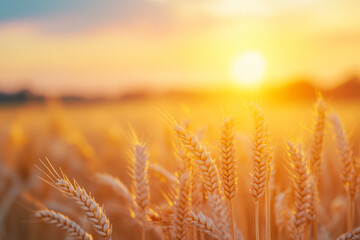 summer landscape of a field of golden wheat on a bright sunny day