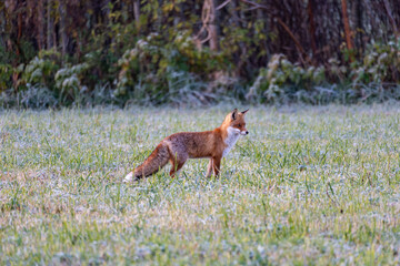 red fox walking through a grassy meadow in autumn.