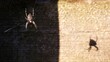 © nipa - Cross spider in her web in the shade and the spider's shadow in the sun. Araneus diadematus.