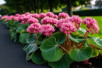Poster - Bergenia plants along a garden path, their large heart-shaped leaves and clusters of pink flowers catching the morning light