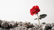 © Pannin - Amid the destruction of a war zone, a vibrant red rose blooms, symbolizing the delicate nature of beauty and resilience, against a clean white background