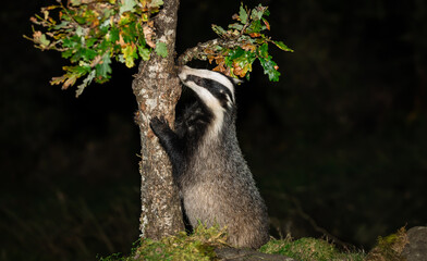 Wall Mural - Badger, Scientific name: Meles Meles. Wild, native, European badger in Autumn, climbing a young Oak tree foraging for food. Scottish Highlands, UK.  Horizontal.  Space for copy.