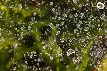 macro photo dew drops on a spider web, colorful background, autumn wallpaper, bokeh
