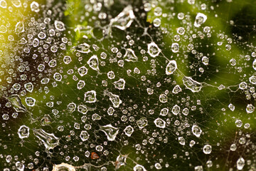 macro photo dew drops on a spider web, colorful background, autumn wallpaper, bokeh