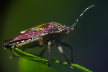 beetle macro