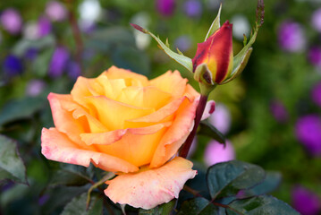 Wall Mural - Orange roses speckled on a bush. Beautiful orange flower. Garden roses.