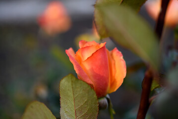 Wall Mural - Orange roses speckled on a bush. Beautiful orange flower. Garden roses.