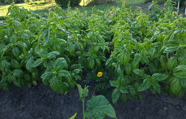 Fresh organic basil (Ocimum basilicum) in the garden