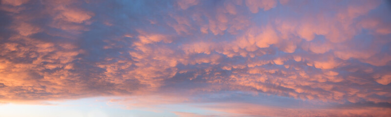 Wall Mural - beautiful wide sunset sky with pink mammatus clouds
