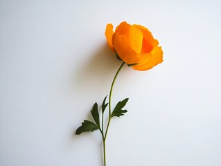 Wall Mural - A single orange flower on a white surface