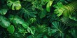 © upnowgraphics - Lush Green Tropical Foliage with Varied Leaf Shapes and Textures