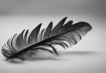Fototapete - Black feather isolated on white or transparent