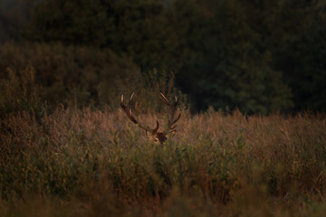 Wall Mural - red deer is walking through the meadow. male of deer during rutting time. wildlife in poland.