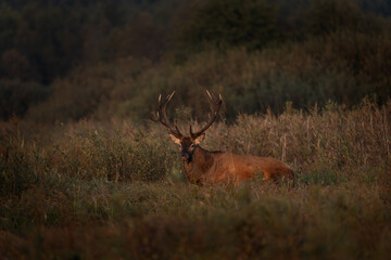 Wall Mural - red deer is walking through the meadow. male of deer during rutting time. wildlife in poland.