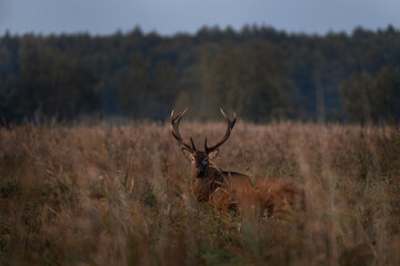 Wall Mural - red deer is walking through the meadow. male of deer during rutting time. wildlife in poland.