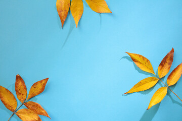 Wall Mural - Branches with yellow leaves on blue background. Autumn, Fall, Thanksgiving concept. Flat lay, top view, copy space.