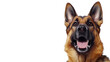 © Barbara Taylor - profile of german shepard dog, isolated, transparent, png background