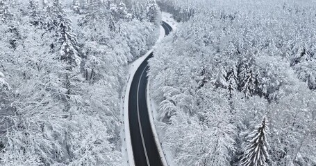 Wall Mural - Winter road and white frozen forest with rime and snow.