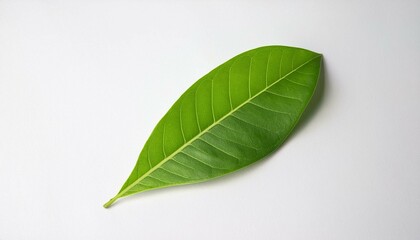 green leaf on a white background