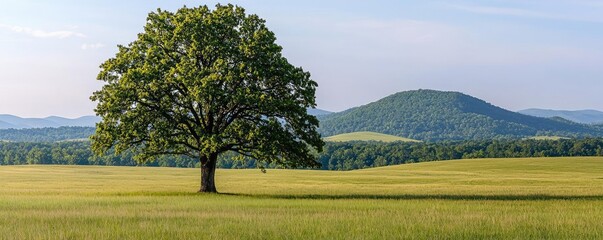 Single tree in a vast green field with mountains in the background, bright blue sky.