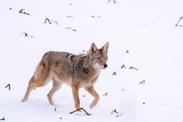  Coyote walking through the snow