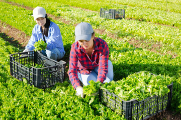 Two positive women gardeners, asian and caucasian, harvesting green lettuce on vegetable field.