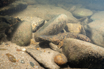 Wall Mural - Eastern hellbender in rocky riverbed