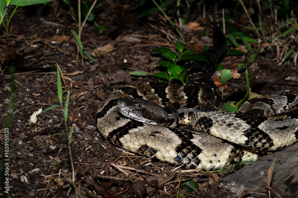 Timber rattlesnake laying to wait in ambush Stock Photo | Adobe Stock