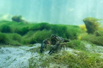 White tubercled crayfish at the bottom of river