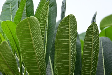 Wall Mural - beautiful green leaf texture in springtime, water drop on frangipani leaves
