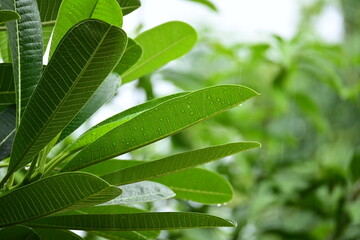 Wall Mural - beautiful green leaf texture in springtime, water drop on frangipani leaves
