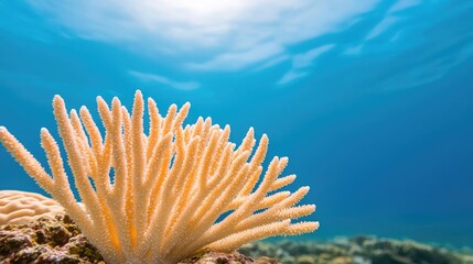 Wall Mural - Coral reef close-up, vibrant colors, underwater blue background.